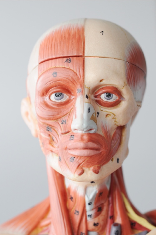 Functional & Clinical Anatomy of the Face